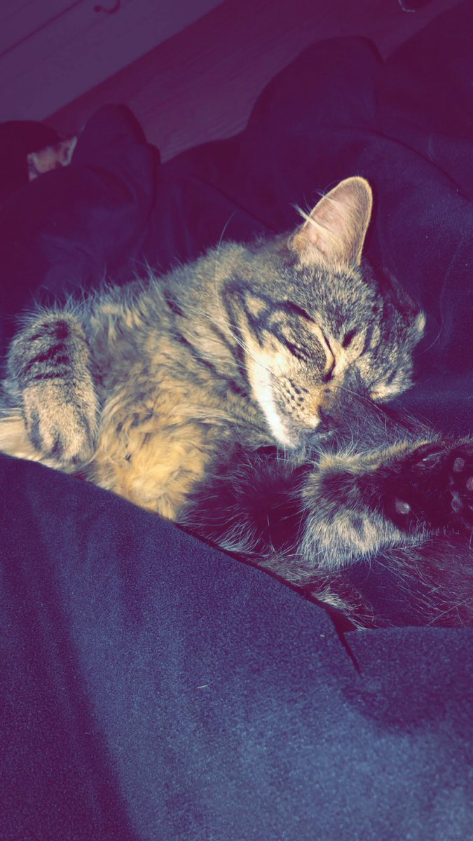 Ray_Merissa's tweet image. Thank you for always saving my life (he’s not dead but I would probably be without him)