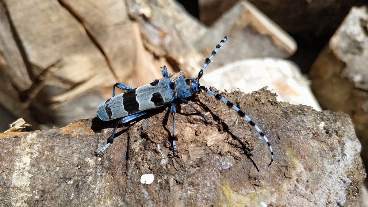 Ruth_Escobes's tweet photo. 🤩 Un paseo por el campo nunca decepciona. Sobre todo, si te encuentras de frente con una sorpresa como esta 👣🐞🌿
#LaRiojaApetece #Rosalia_alpina #Matute #ElRajao https://t.co/T9NykqU1vE