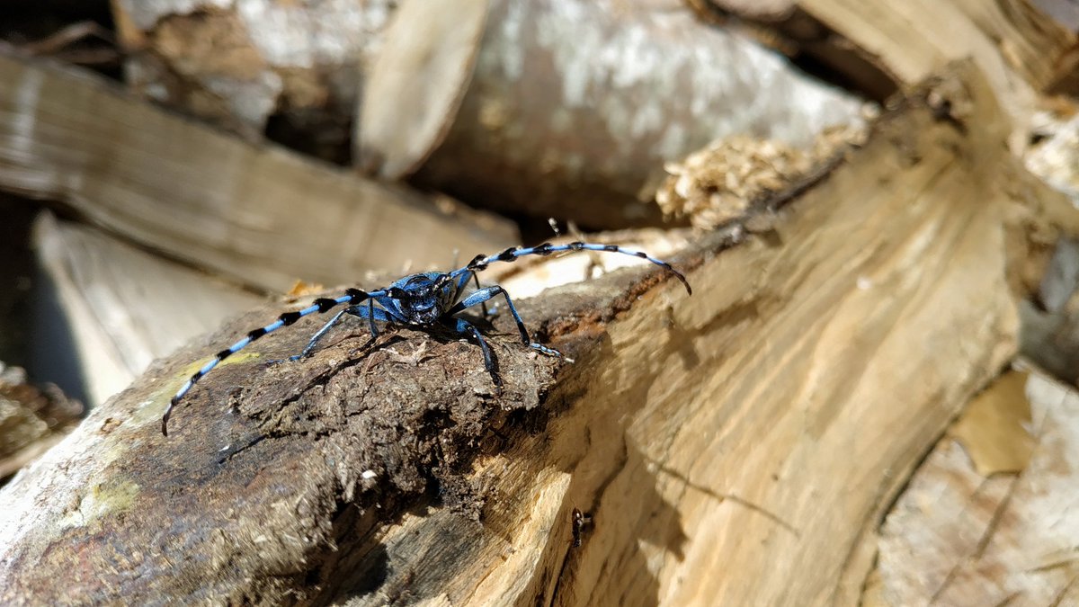 Ruth_Escobes's tweet photo. 🤩 Un paseo por el campo nunca decepciona. Sobre todo, si te encuentras de frente con una sorpresa como esta 👣🐞🌿
#LaRiojaApetece #Rosalia_alpina #Matute #ElRajao https://t.co/T9NykqU1vE