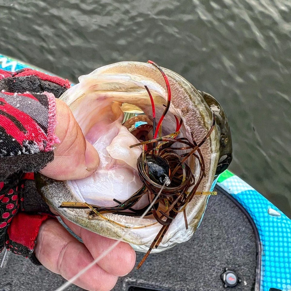 I love these big jig eaters! #fishing #bassfishing #spottedbass #coosariver #loganmartinlake #joeyfishing 
<a href="/Zmanfishing/">Zmanfishing</a> 
<a href="/TFORods/">TFO Rods</a> 
<a href="/Viciousfishing/">Vicious Fishing</a>
