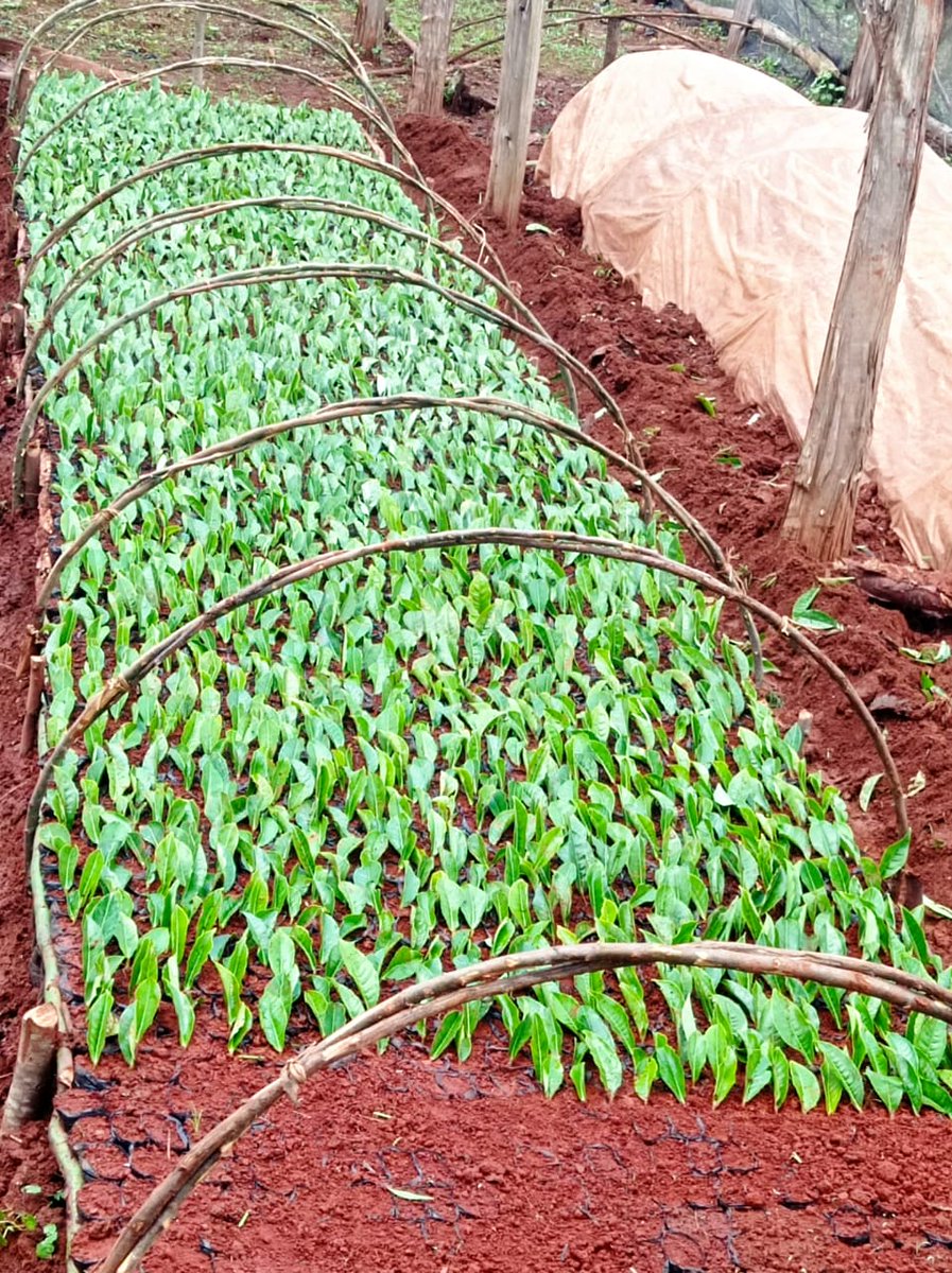 Sinonin Food Innovations LTD 🇰🇪 tweet media