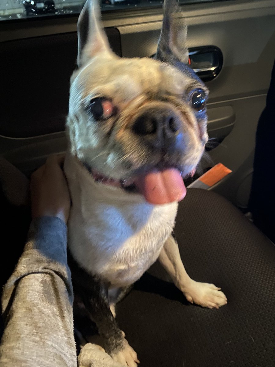 seikima2121023's tweet photo. 迷子犬を拾いました。
午前３時過ぎ、ずぶ濡れでJR東海道線沿いをウロウロしている所を保護。
ボストンテリア　♂
左耳と、右足が黒い。怯えながらも、吠えずにお座りが出来る程落ち着いていました。
蒲郡警察署へ届けています。
#迷子犬 #拡散希望 https://t.co/xfP43aJaiD