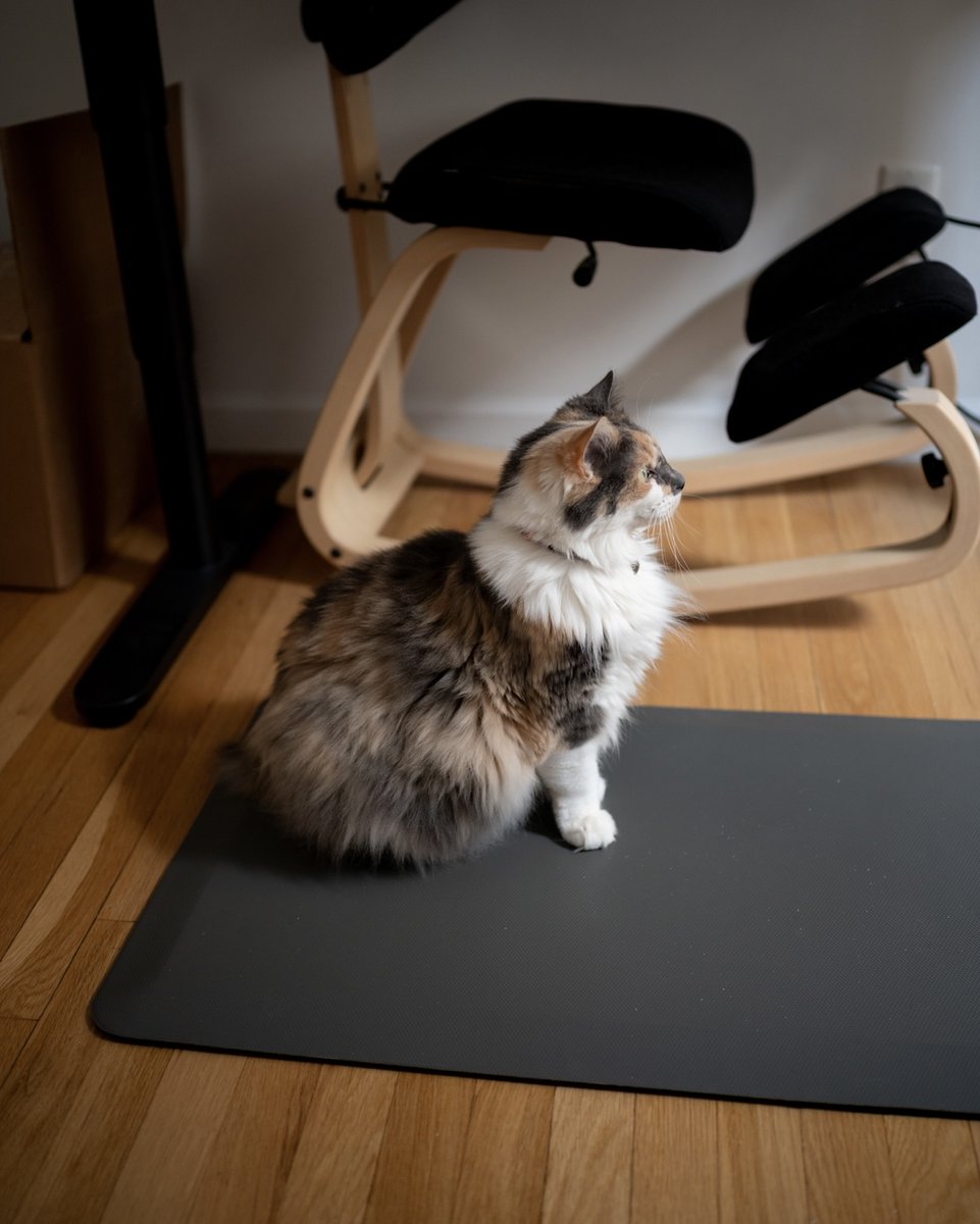rawrycat's tweet photo. Monday at Rawry HQ 🥱 https://t.co/e0nH4ihob7