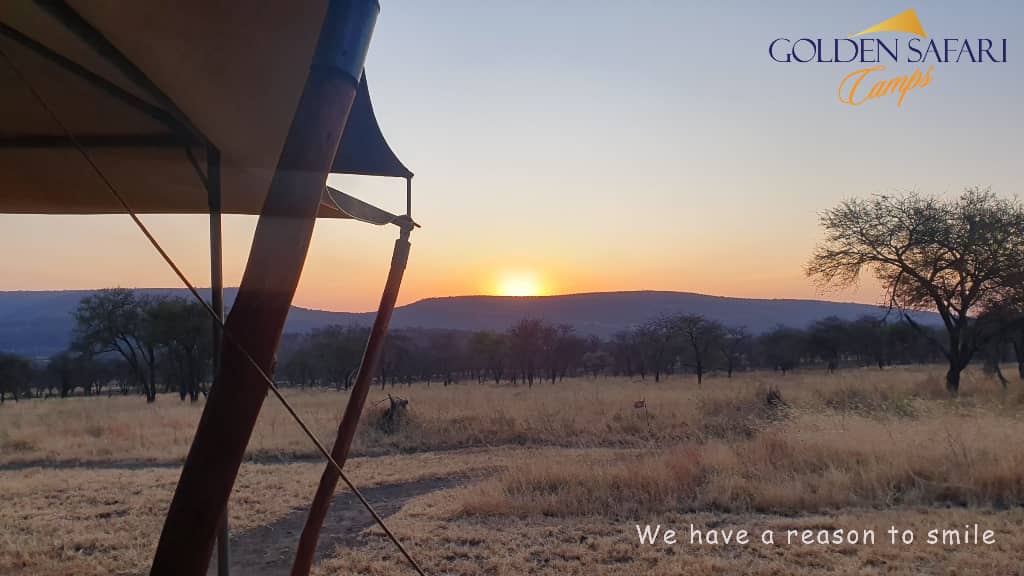 Golden Safari Camps tweet media