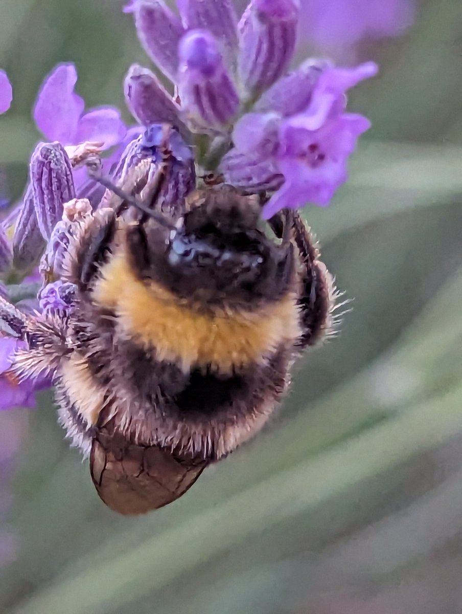 Even the hardest workers on our planet need to rest #bees #lovebees #honeybee