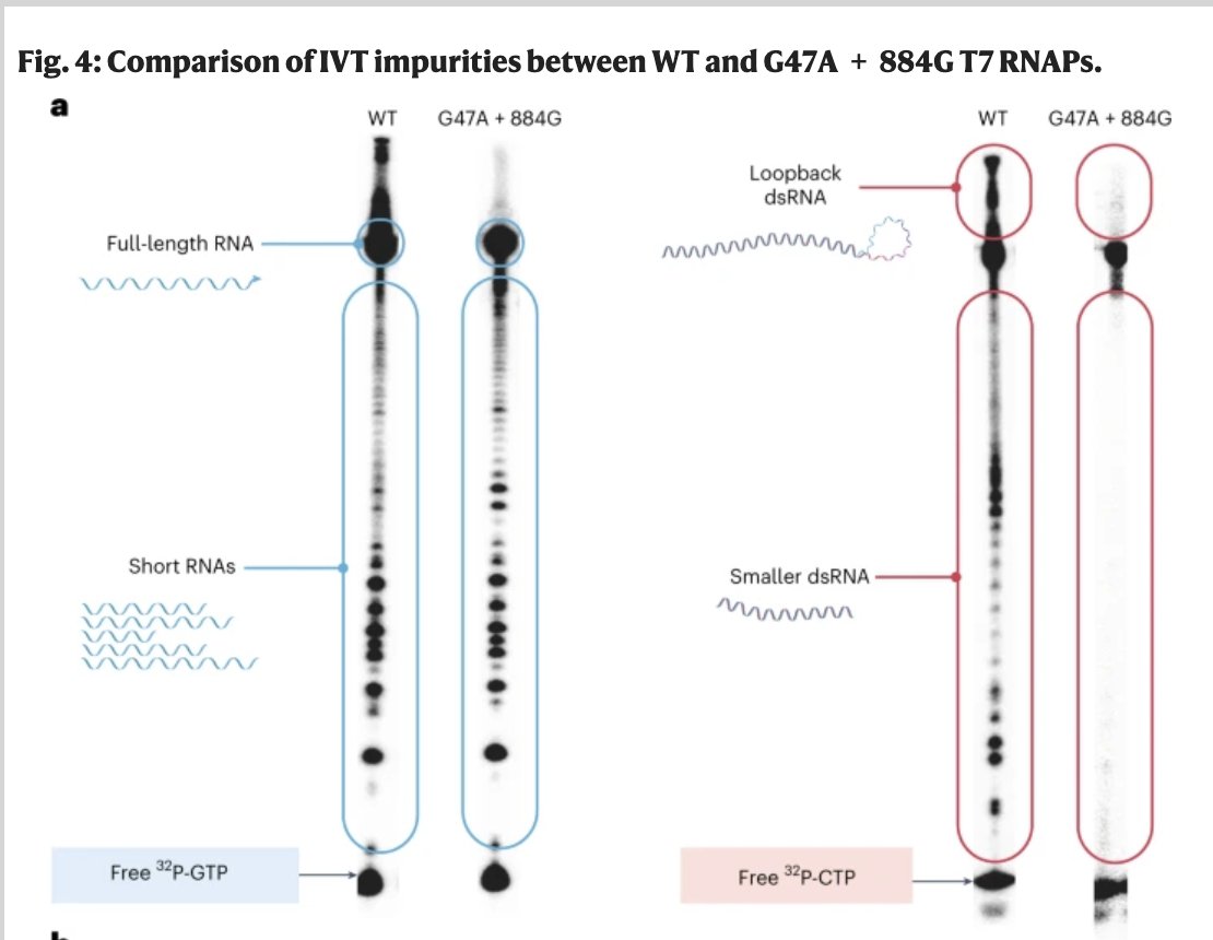 Kevin_McKernan's tweet image. Based on the date of the paper..
they are probably trying to address a problem they know they had during C19.

Those loopback dsRNAs are longer than desired and they are the most likely reason for #blotgate.
@jikkyleaks @JesslovesMJK. 
The RNA-seq data we have suggests its