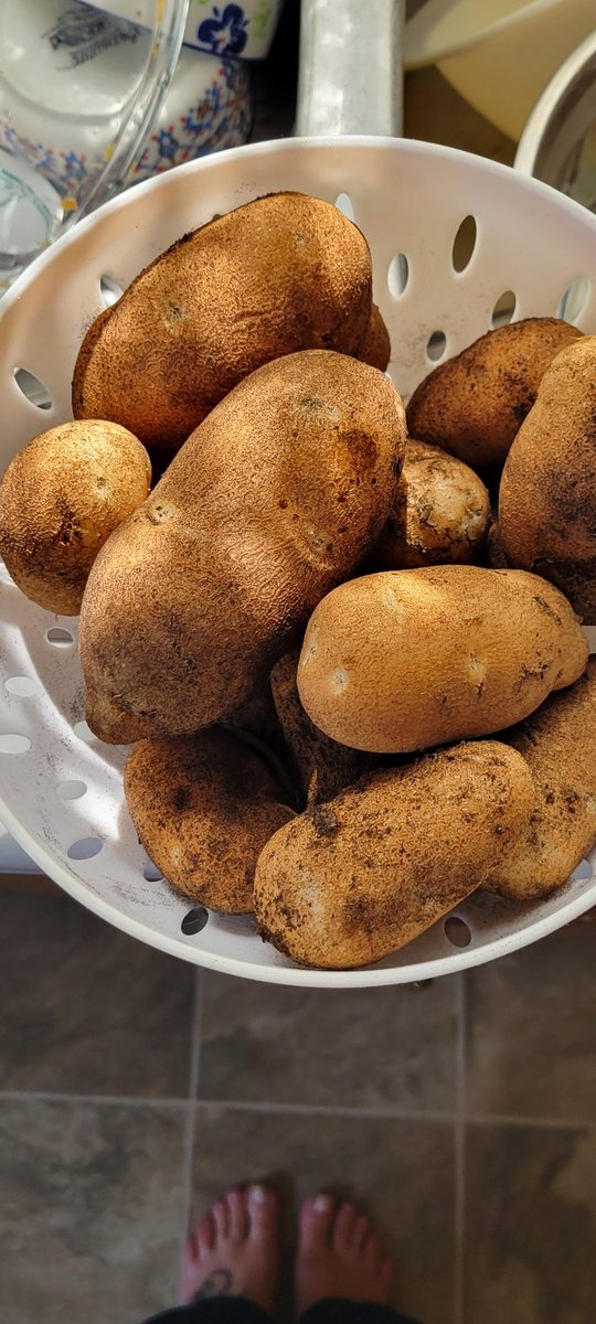 I grew 15 beautiful potatoes! 
1 potato can make so many! 
#magic #Amazing #POTATO