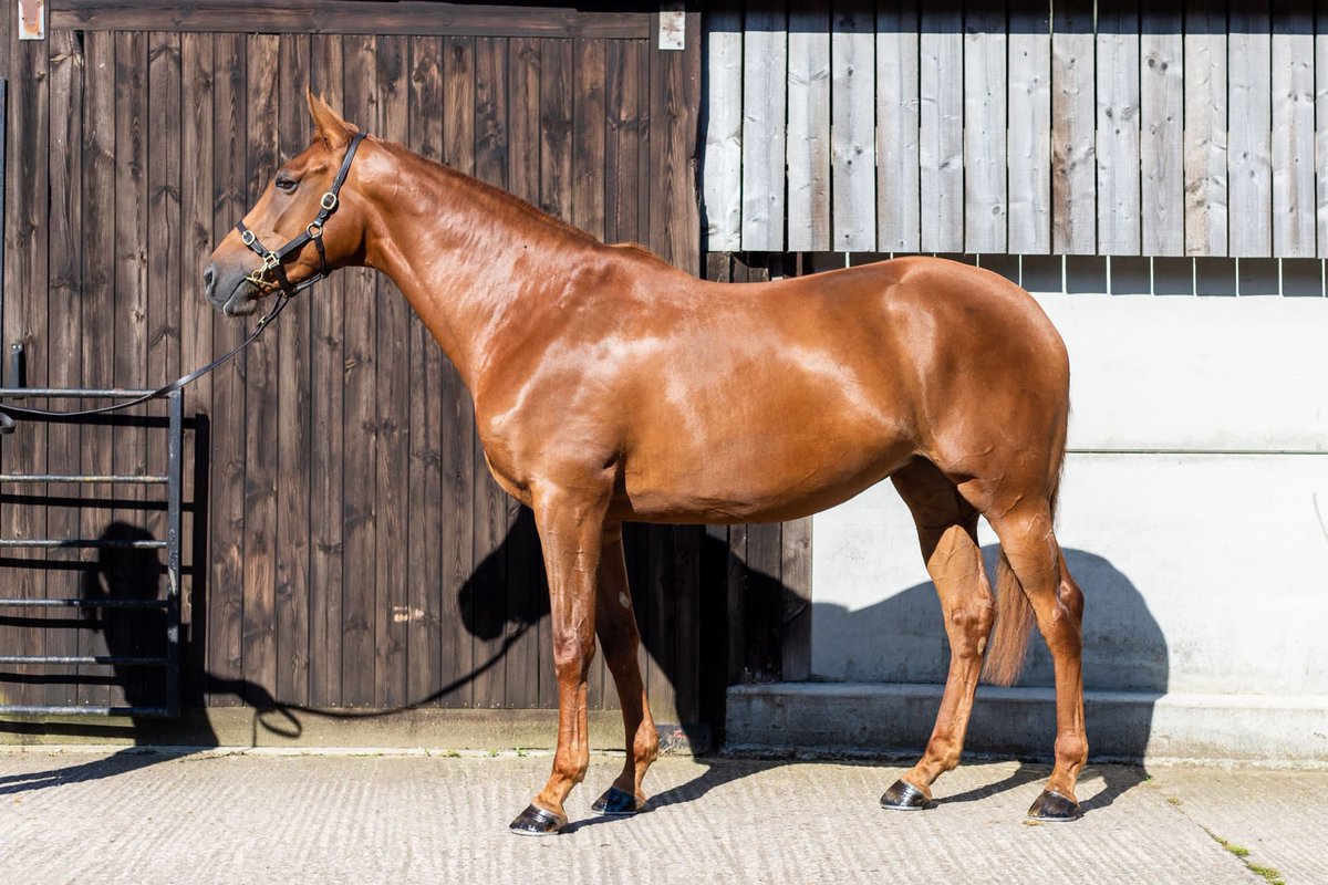 Lot 111 selling at the <a href="/GoffsUK/">Goffs UK</a> August Store Sale on Wednesday, a lovely big scopey daughter of Soldier of Fortune.
