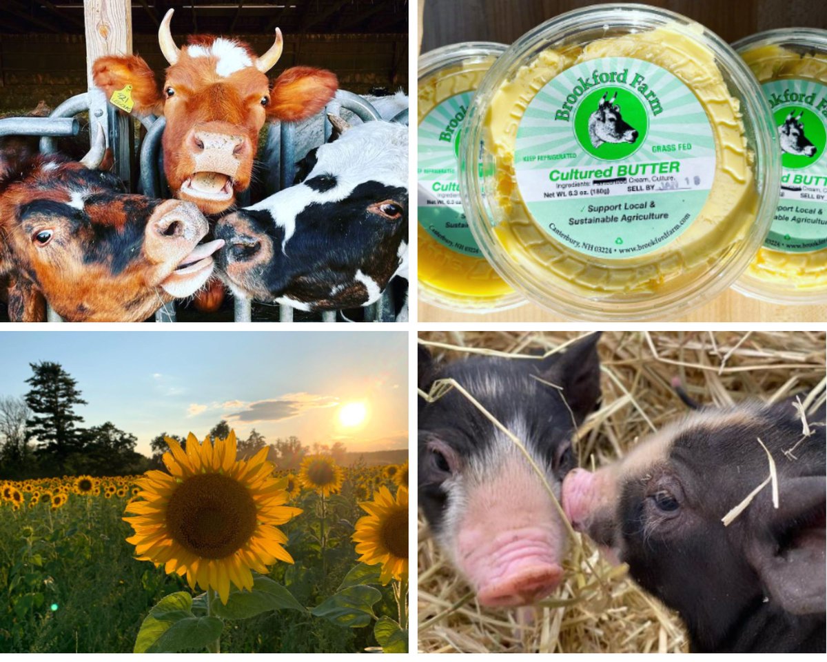 August’s Member Monday! Brookford Farm in New Hampshire #smallfarm #NewHampshire #rawdairy farmtoconsumer.org/blog/2023/08/0…