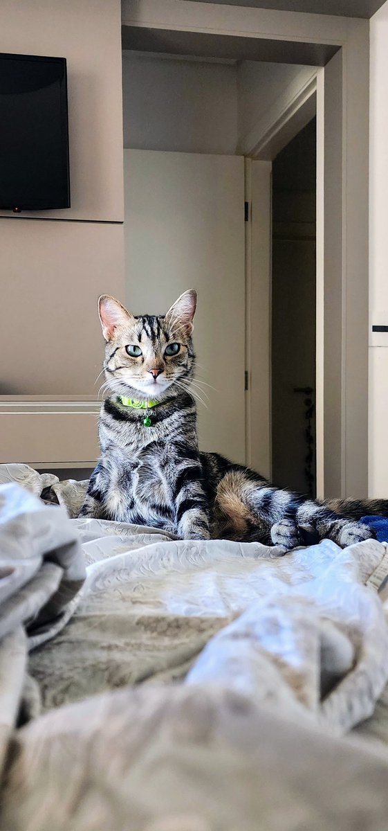 arqDory's tweet photo. Amanhã, 8 de agosto, é o Dia Internacional do Gato😸 Viva Sua Majestade, o Imperador Leônidas
Tomorrow 8th August is international Cat Day 😺 Long live His Majesty, Emperor Leonidas
#InternationalCatDay #WorldCatDay #CatDay #Cat #MuchMeow https://t.co/zk1joh1ZSn