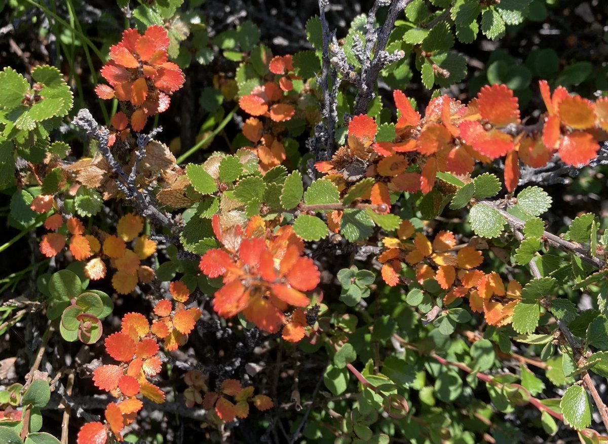 First signs of autumn on the tundra - Betula nana (dwarf birch) leaves changing color. We’re getting a bit more night now, just a bit easier to sleep