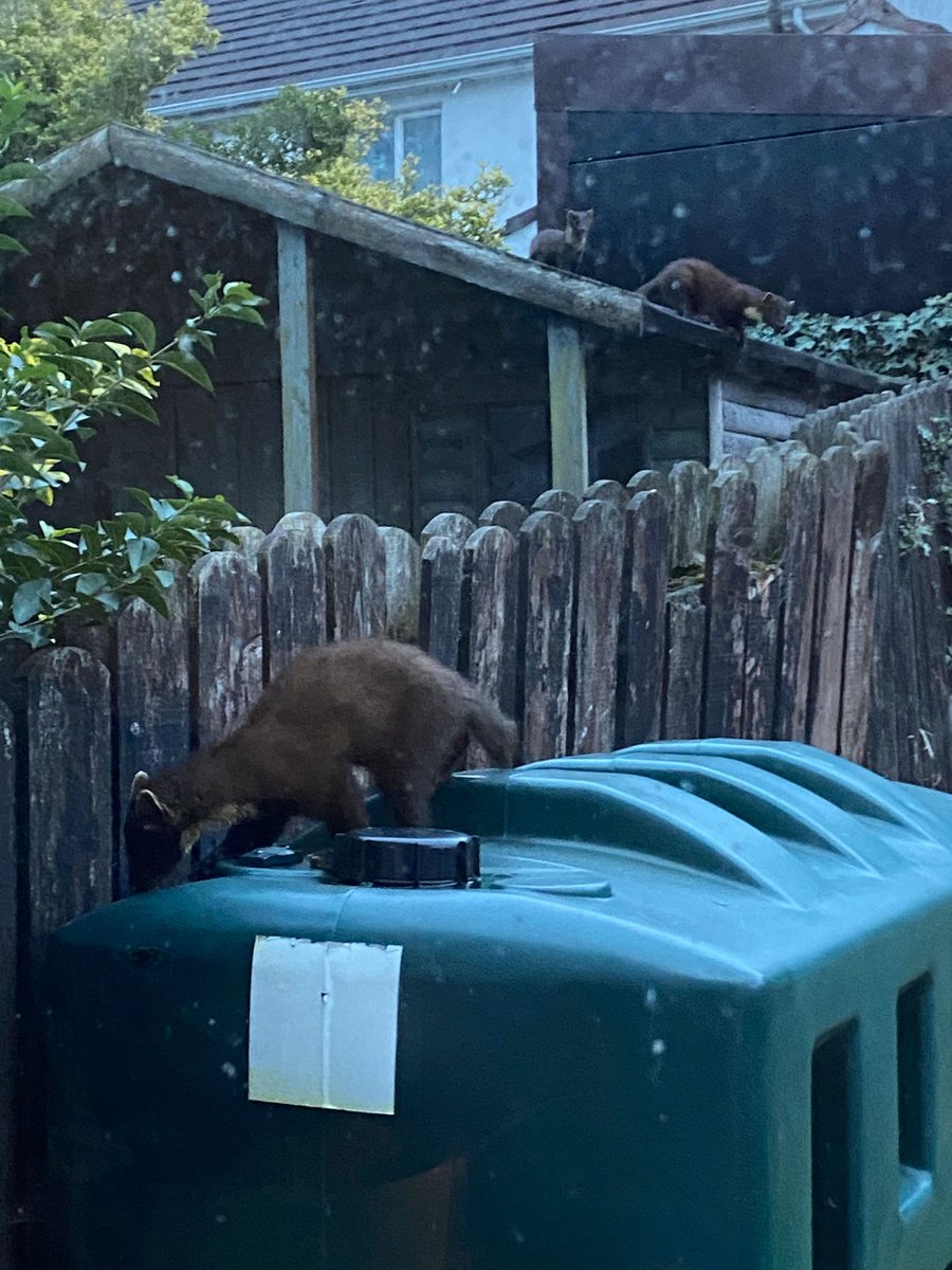 We've had these visitors the past 5 evenings. Wonder if their den got disturbed locally that they've wandered into the housing estate. Have reported sightings on the <a href="/BioDataCentre/">Biodiversity Ireland</a> #PineMartin
