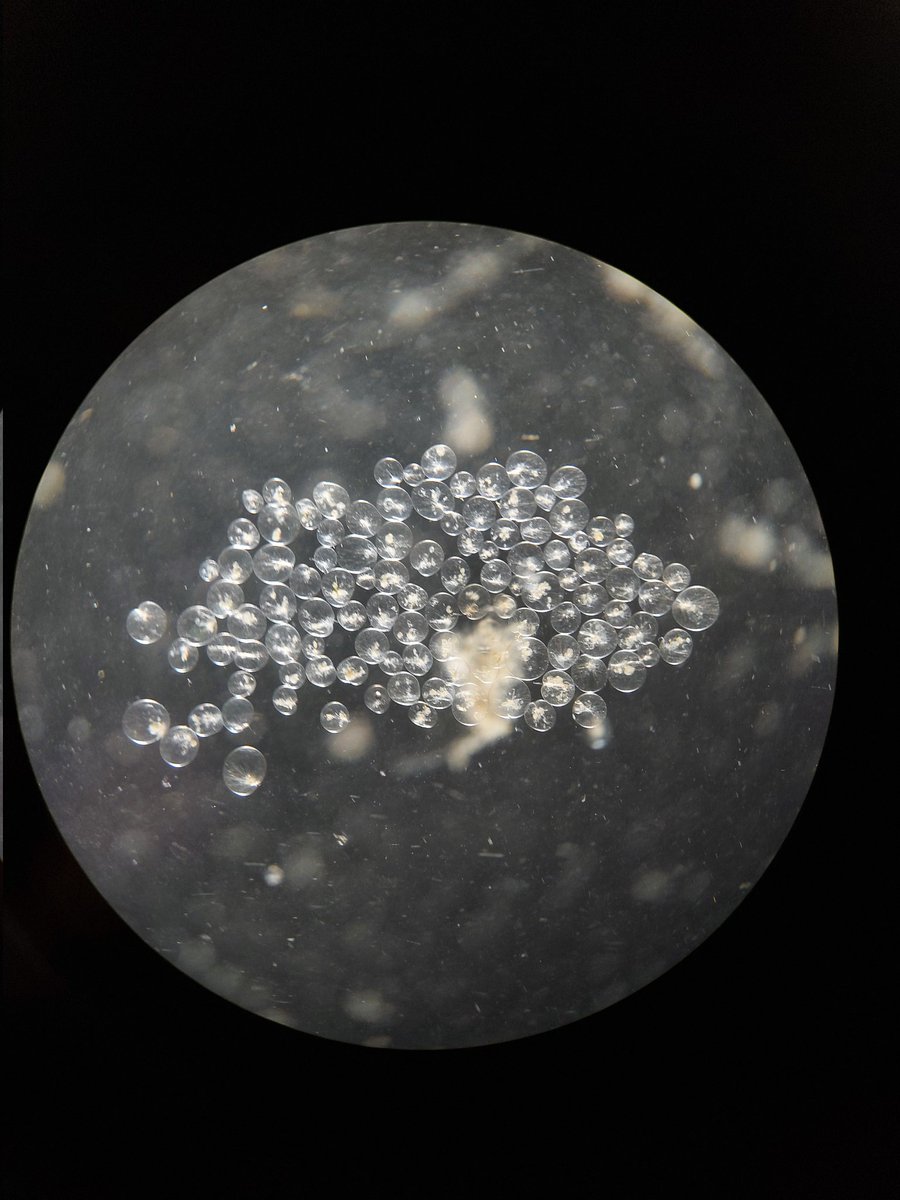 Hiral Shah (@hiralabshah) on Twitter photo 1/2 Signing off from Fiskebäckskil <a href="/EMBLtrec/">EMBLtrec</a> super stop#3 after a week of sampling and fixing marine plankton #PlanExM with Clémence Saint-Donat, <a href="/mrosjac/">Marie Jacobovitz</a>, Marine Olivetta, <a href="/ChandniBhickta/">Chandni Bhickta</a> & <a href="/dudin_o/">Omaya Dudin🍉¦ 🦠¦🔬¦</a> 1/2 Signing off from Fiskebäckskil <a href="/EMBLtrec/">EMBLtrec</a> super stop#3 after a week of sampling and fixing marine plankton #PlanExM with Clémence Saint-Donat, <a href="/mrosjac/">Marie Jacobovitz</a>, Marine Olivetta, <a href="/ChandniBhickta/">Chandni Bhickta</a> & <a href="/dudin_o/">Omaya Dudin🍉¦ 🦠¦🔬¦</a>