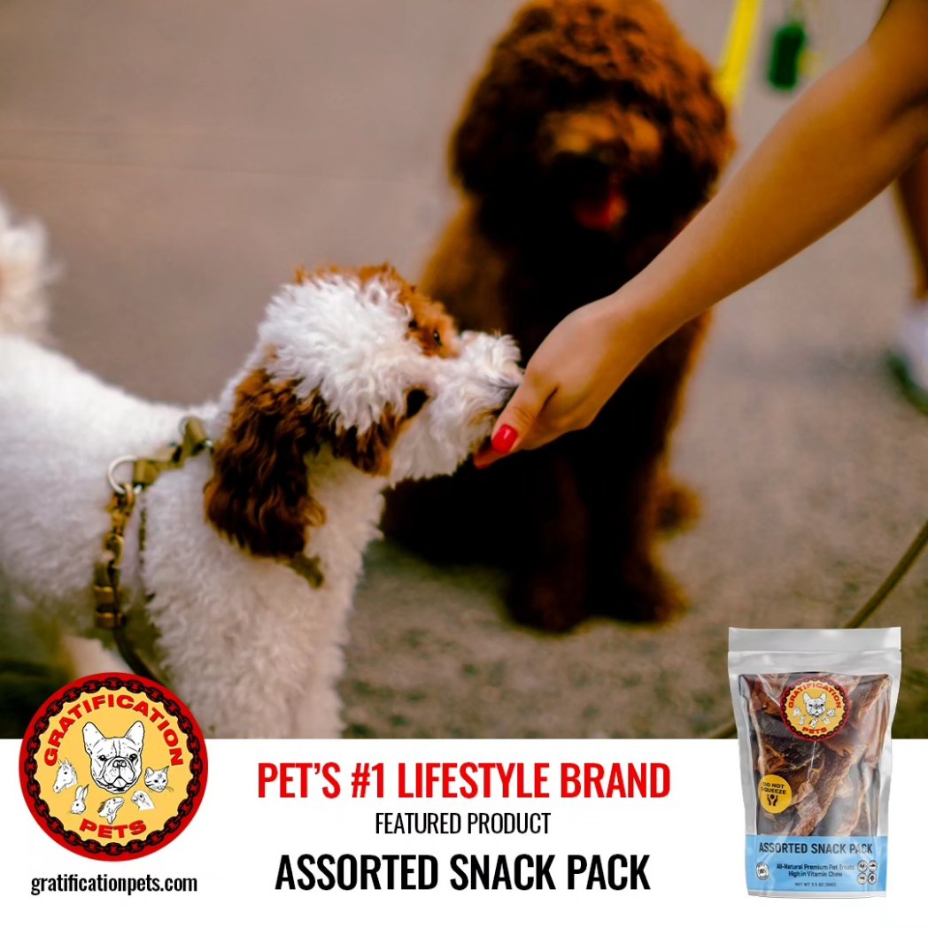 Gratificat_pets's tweet photo. Arlo &amp; Bentley the Cockapoos are loving the variety in our Assorted Snack Pack: Chicken, Turkey, Beef, &amp; Salmon Jerky! 😋

Owner: @ellenn.kim &amp; @kimsophia98 

📸: @chunbumpark.photos 

#gratificationpets #cockapoosofinstagram #assorted #jerky #photography https://t.co/7mtJStiTy7
