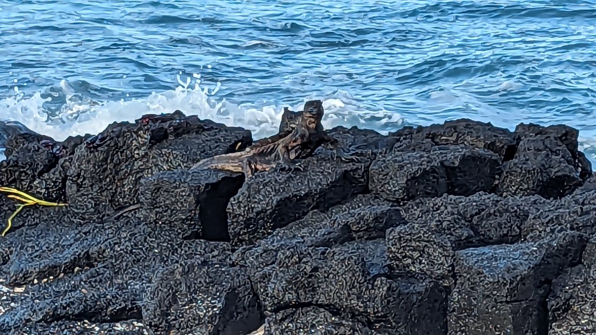 EvoPalaeoLab's tweet photo. Early morning today! 5am start, met the lovely Margoth Freire our guide and from 6 started our survey for the day in the life of an iguana.  We'll tell you what they do later.
@unisouthampton @sotonbiosci  #MResEvolution #MarineIguana https://t.co/jdkLqkm0hJ