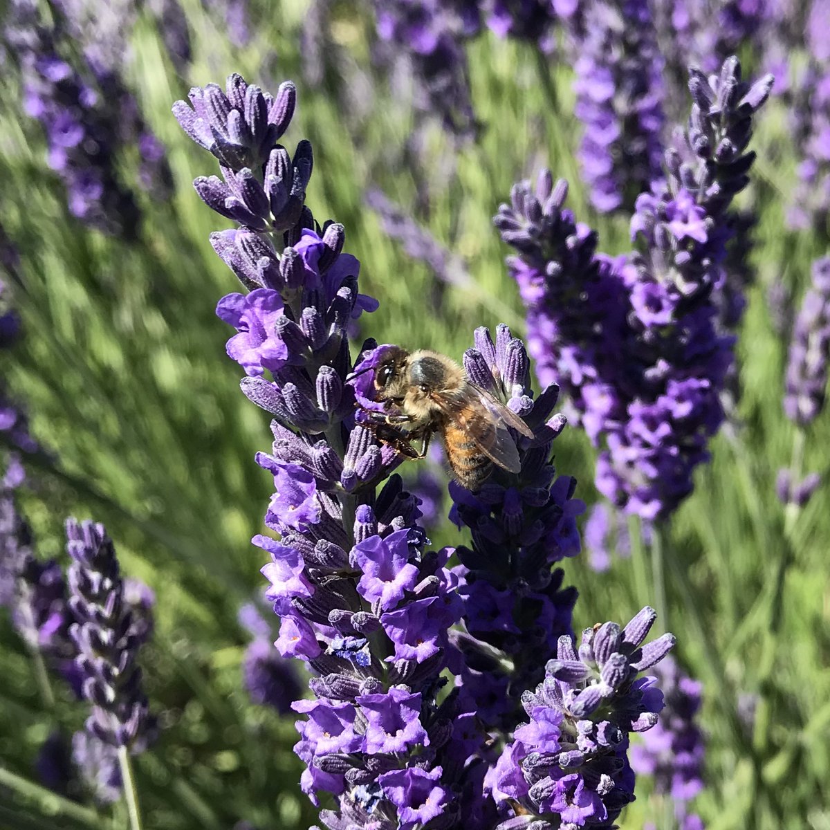 Association Confidences d'Abeilles tweet media