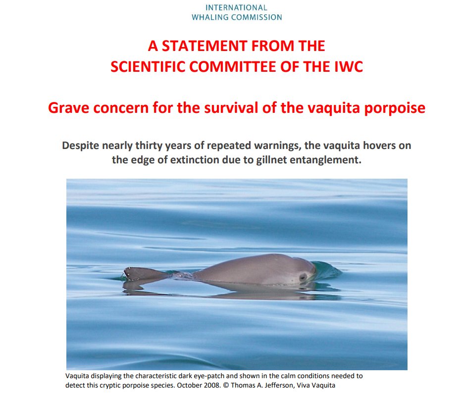 CetaceanAction's tweet photo. 3/6 @CetaceanAction &amp; @pescaabc pleased to have our work included in 1st @iwc_int #ExtinctionAlert! "Vaquita decline has continued despite a v clear understanding of both cause (bycatch in gillnets) &amp; solution (replacement of gillnets with safe alternatives in vaquita habitat)... https://t.co/csPXASrGZl