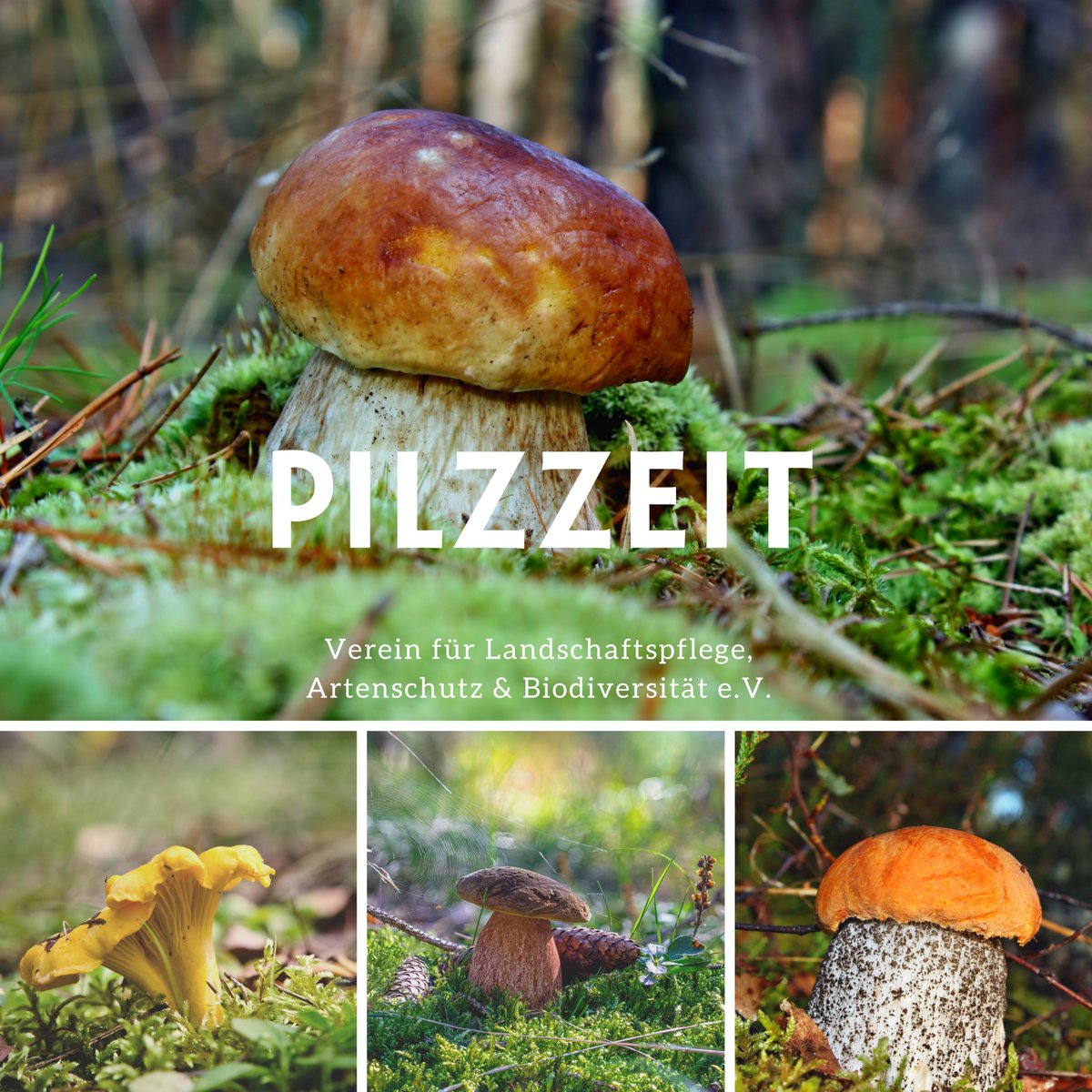VLAB_Natur's tweet photo. 🌳🍄 Pilzzeit im Wald!
Pilze spielen eine herausragende Rolle in Ökosystemen. Lernen Sie vor dem Sammeln, die wichtigsten Speisepilze zu bestimmen, respektieren Sie die Natur und folgen Sie den Tipps für verantwortungsbewusstes Pilzesammeln. 🍃🍂 #Naturschutz #Pilze #Waldleben https://t.co/y6QAZ9WNHM