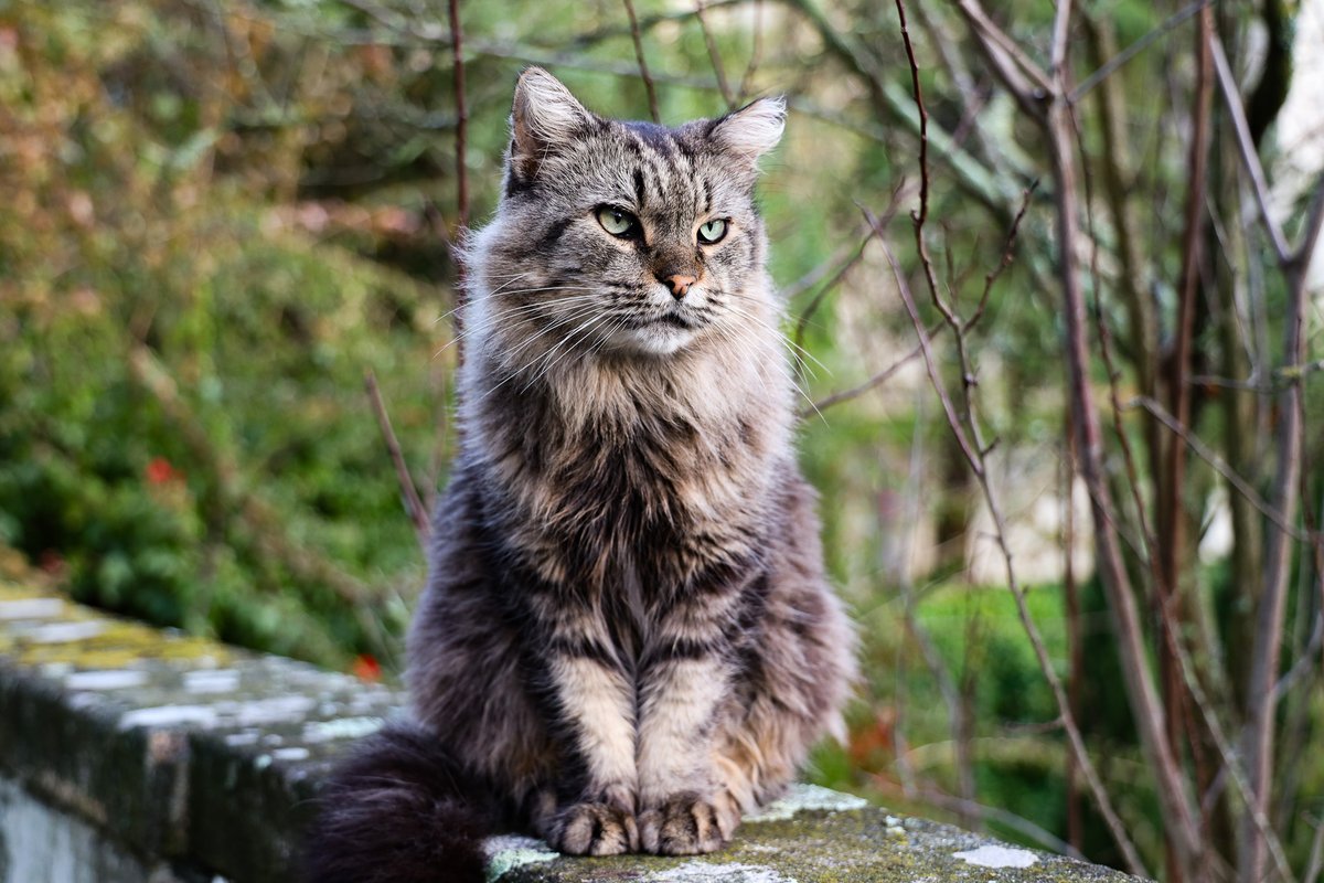 Aqui na FCUP sabemos que passar em
frente ao FC2/3 é sinónimo de ter reações como
"awwww", "que fofooo" e "vou fazer uma festinha". E
nada sabe melhor 🥰🐱

Feliz Dia Internacional do Gato!

Adiciona a melhor foto com o teu patudo 👇
