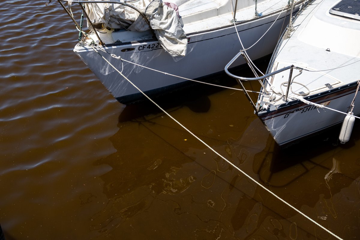 KQEDscience's tweet photo. On #ClimateFix today on @KQEDForum, we'll talk with experts about the algae that’s taking over the Bay and what’s being done about it. 

📻 : Listen on Forum: https://t.co/ORhwKswJ2j https://t.co/cugZu70DAI