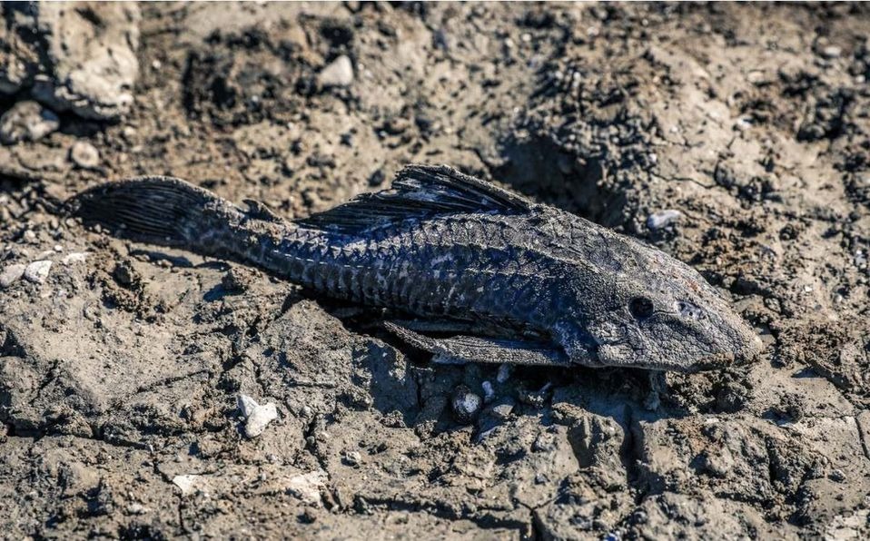 telediariomty's tweet photo. Alarma por presencia de pez diablo en el río ‘La Silla’ en #NuevoLeón 

https://t.co/oy3pZflEpt https://t.co/jTWvbtTAfk