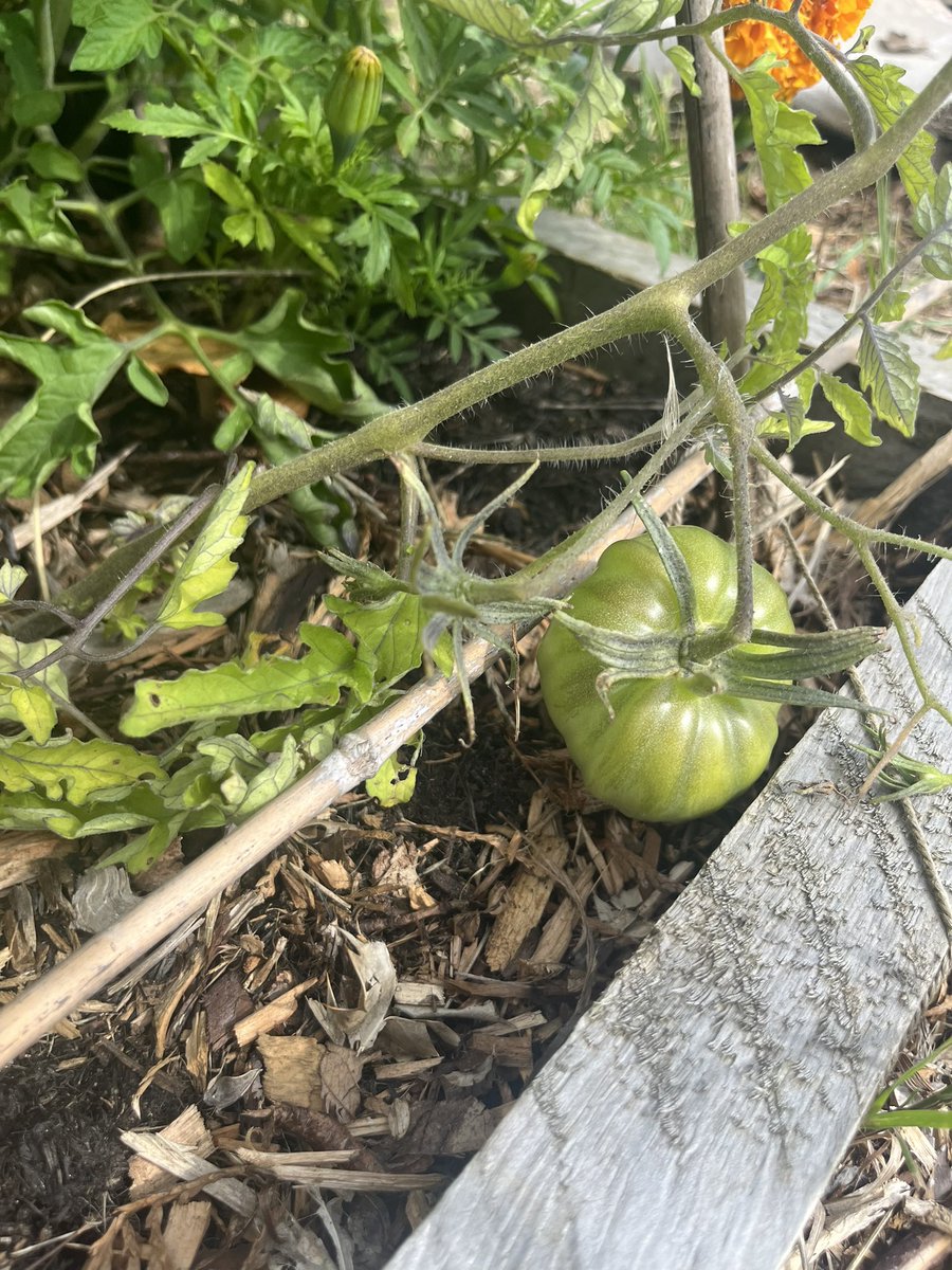 Summer time growing!