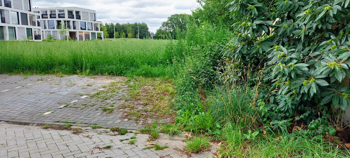 BergerheidePeer's tweet photo. Wat een contrast... de mooie verzorgde tuinen van Bergerheide tegenover de parkings en 'bloemenweide' van de @stadPeer . De #groendienst van #stadPeer dient snel in actie te komen... https://t.co/ivPGbWADxU