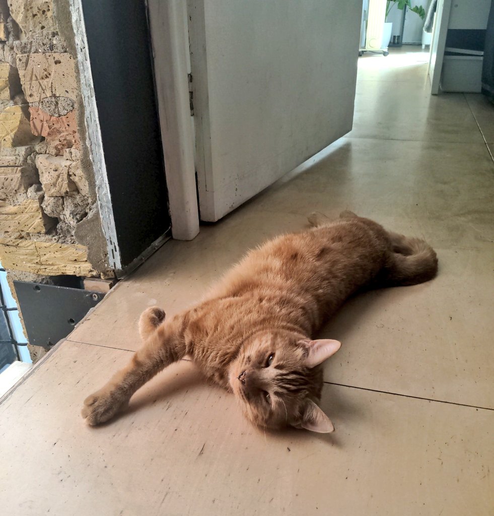 The new hall monitor has decided to block access to the ground floor until either all work is complete or he's bribed with extra kibble #CatsOfTwitter