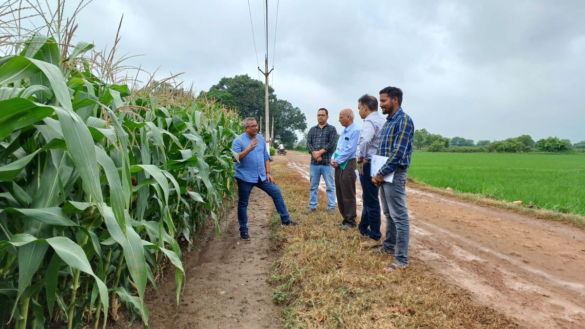 Ravi Gopal Singh (@rgosingh) on Twitter photo Working together 4 fortifying maize systems in Madhya Pradesh <a href="/minmpkrishi/">Agriculture Department, MP</a> <a href="/jnkvv_jabalpur/">JNKVV</a> <a href="/BISA__India/">Borlaug Institute for South Asia</a> and <a href="/CIMMYT/">CIMMYT</a> GMP. Thanks to Dr Zaidi for sharing resilient hybrids. #sustainability #climate_resilience #agriculture Working together 4 fortifying maize systems in Madhya Pradesh <a href="/minmpkrishi/">Agriculture Department, MP</a> <a href="/jnkvv_jabalpur/">JNKVV</a> <a href="/BISA__India/">Borlaug Institute for South Asia</a> and <a href="/CIMMYT/">CIMMYT</a> GMP. Thanks to Dr Zaidi for sharing resilient hybrids. #sustainability #climate_resilience #agriculture