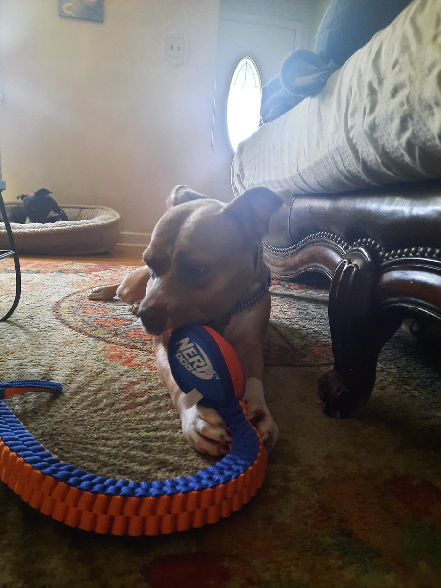PSPCA's tweet photo. Football is life!

Well, at least it is if you're an @Eagles fan!

Morganna heard that preseason football is in full swing and she is vying to be a member of your team.

Let's find her a home in time for the opener! https://t.co/MxhUN0HXjg