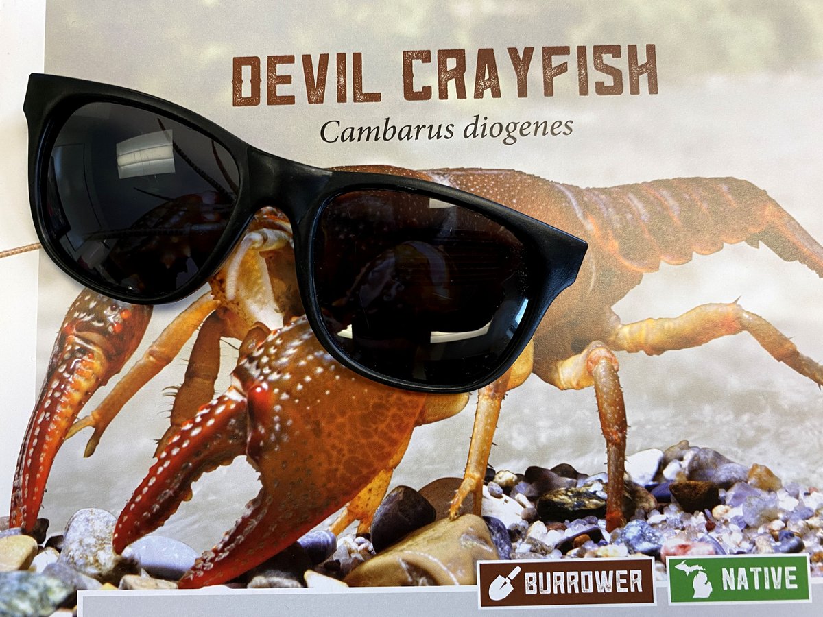 It's #CrayWeek, y'all! We're mud-buggin' out over these cool crustaceans, like the Michigan native Devil Crayfish 😈😎