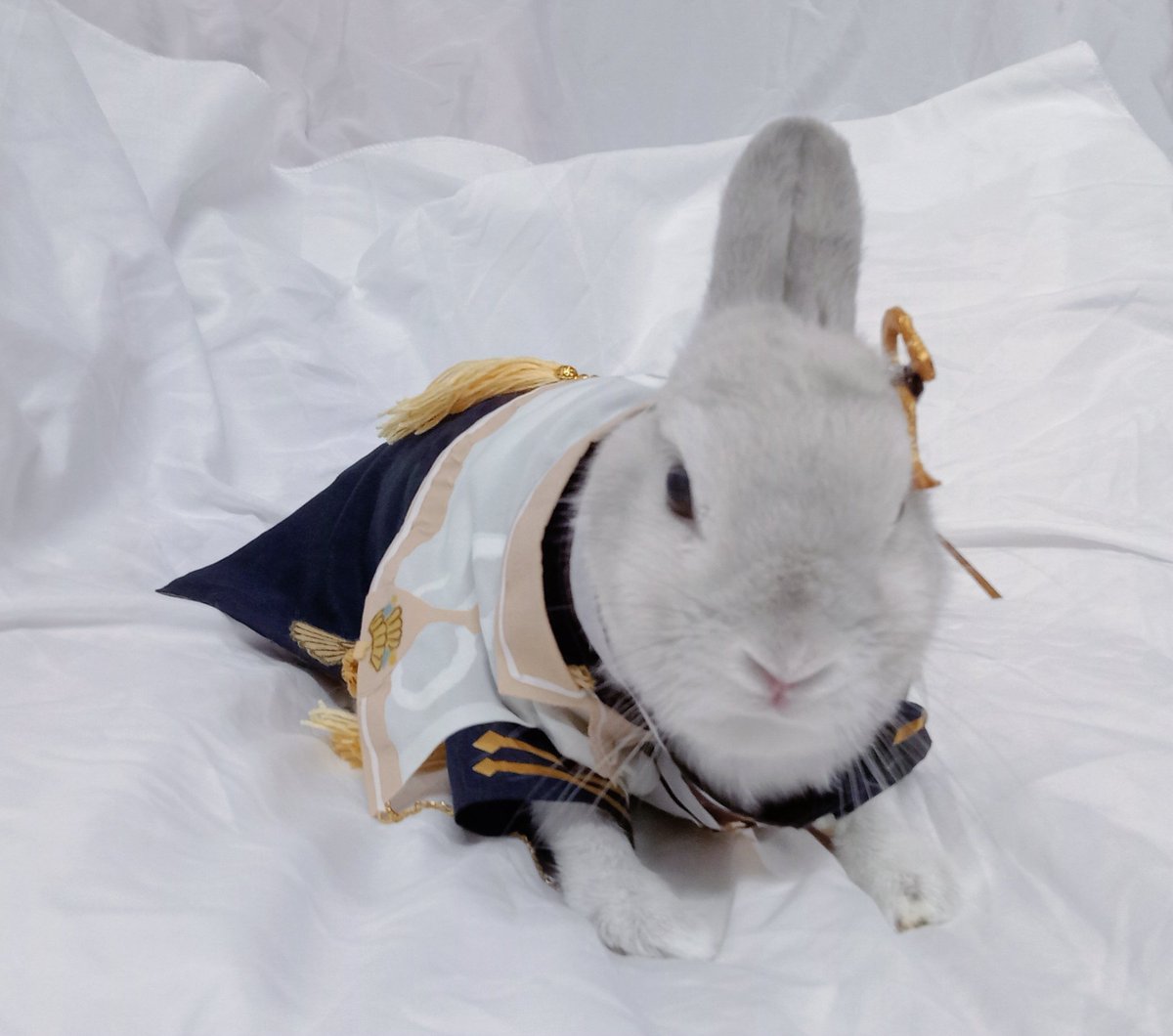蘭萌皇🐰バイラン皇帝 tweet media