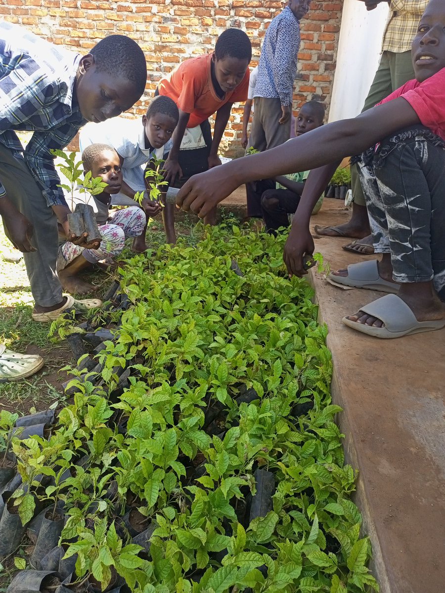 AquaTreeProject's tweet image. It feels really good going back to the field to check on progress of  #trees we plant every season!
Our ED @bakora_moses  is excited to see how fast our trees we planted at Buyondo Primary school  Namayingo as @AquaTreeProject .
Planting #trees brings healing to mother #nature