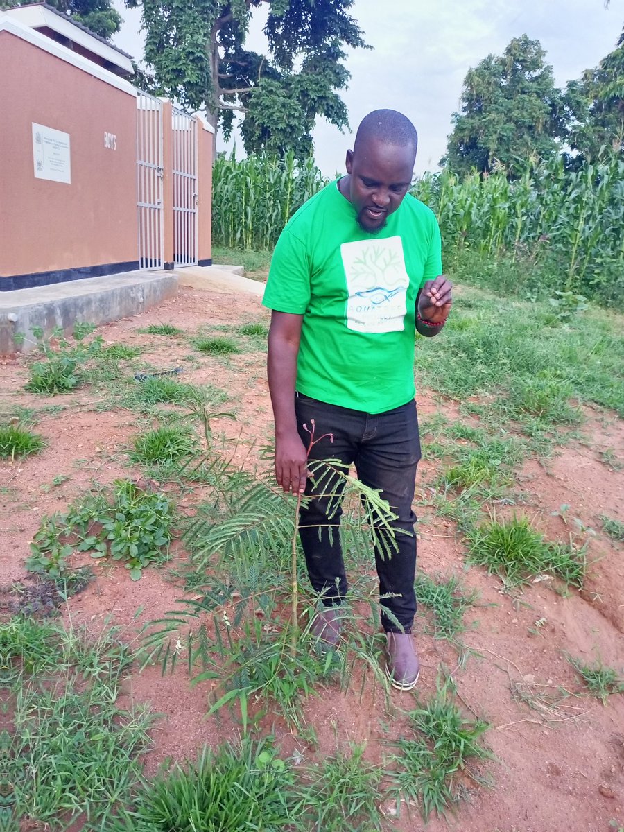 AquaTreeProject's tweet image. It feels really good going back to the field to check on progress of  #trees we plant every season!
Our ED @bakora_moses  is excited to see how fast our trees we planted at Buyondo Primary school  Namayingo as @AquaTreeProject .
Planting #trees brings healing to mother #nature
