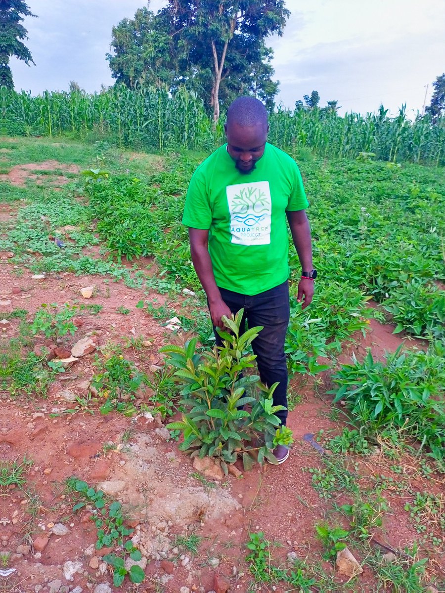 AquaTreeProject's tweet image. It feels really good going back to the field to check on progress of  #trees we plant every season!
Our ED @bakora_moses  is excited to see how fast our trees we planted at Buyondo Primary school  Namayingo as @AquaTreeProject .
Planting #trees brings healing to mother #nature