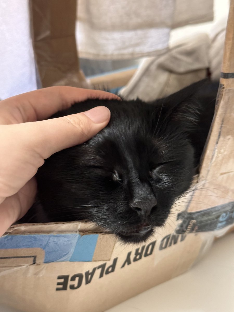 Mickey_Meow_'s tweet photo. Happy 🐾🐈‍⬛ We have to move this fall, my father and mama are so busy for that. Now I help them. They're charging them because of me. 🐾 #CatsOnTwitter #Cat https://t.co/YTyPTDyD8A