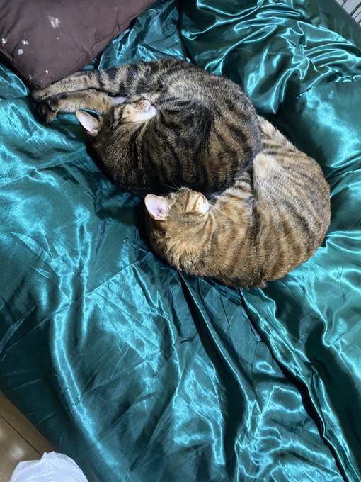 マイ❤️ハッピーバースデー🎉🎂 もう年齢数えたくないけど笑 無事に1年過ぎました☝️ 今年も皆さま応援よろしくお願いします✨ https://t.co/Fti8moRv6m<a href="/tag/%E9%9D%92%E5%B1%B1%E8%91%B5"class="tags"><span>#青山葵</span></a><a href="/tag/%E3%82%AB%E3%83%83%E3%83%88"class="tags"><span>#カット</span></a><a href="/tag/%E3%82%AA%E3%83%BC%E3%83%90%E3%83%BC%E3%82%B5%E3%82%A4%E3%82%BA"class="tags"><span>#オーバーサイズ</span></a><a href="/tag/%E6%9C%80%E8%BF%91%E3%81%AE%E3%81%82%E3%81%9F%E3%81%97"class="tags"><span>#最近のあたし</span></a>