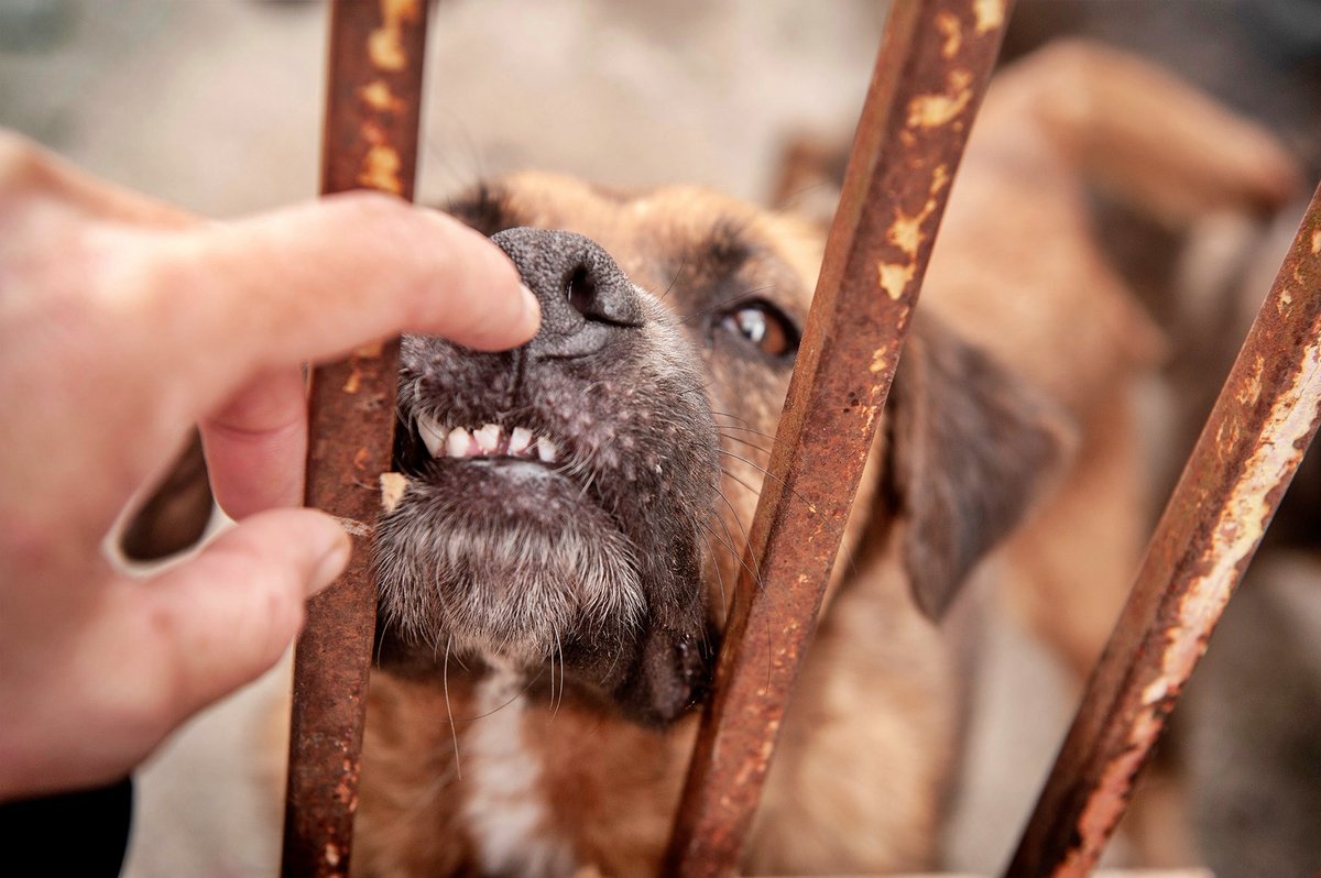 SOS Abuelos tweet media