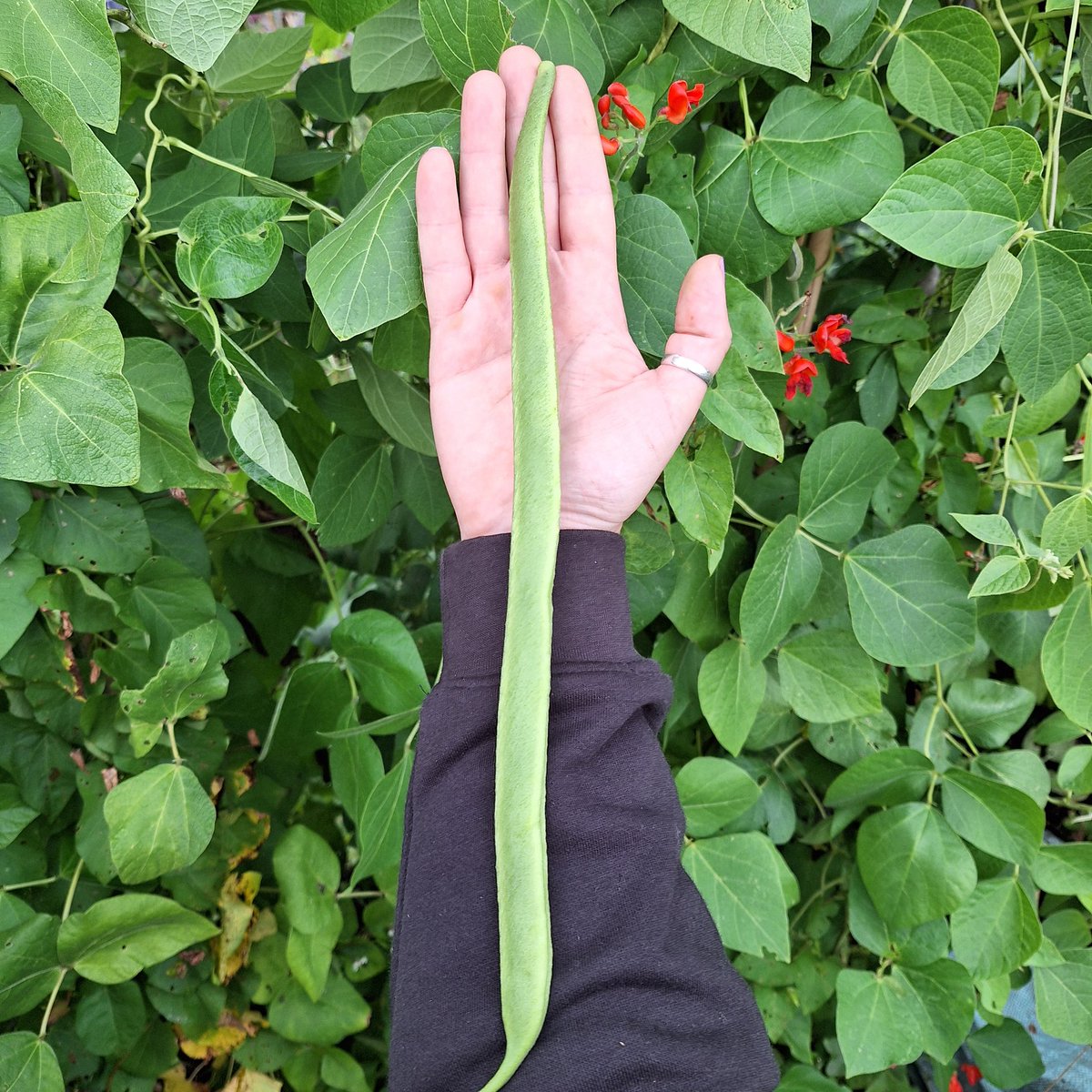 🌱Lovely_Plot 💅🇵🇱🇬🇧🪷🐞🐝 tweet media