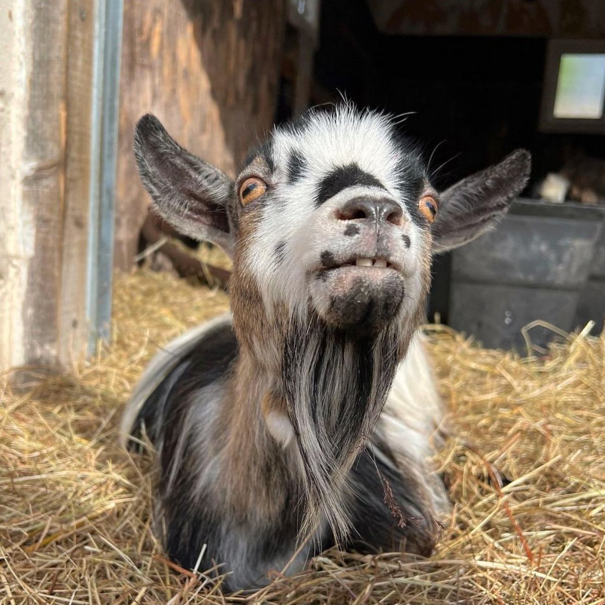 goatofthe's tweet image. 📅10th August 2023
🐐 Loki
🏷️ Instagram/the_goats_that_cud
💕 #animaloftheday