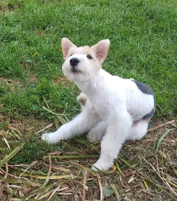 My name is Penelope Pumpernickel and I need friends and followers. Please #RT  me and be my buddy. #dogs #dogsoftwitter #dogsofinstagram