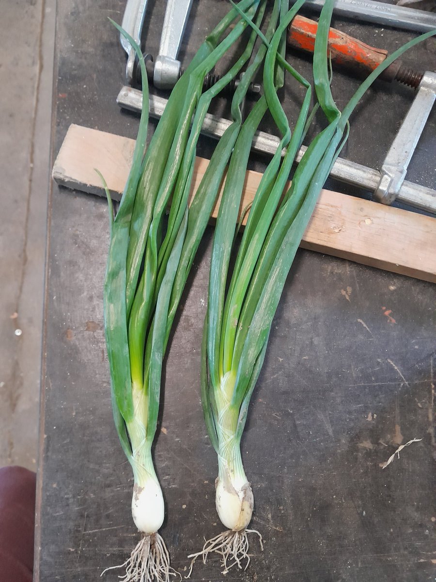 Worden dit nog uien?😁 #durftevragen