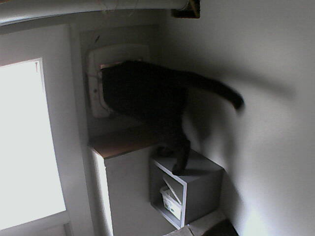 PepitoTheCat's tweet photo. Pépito is out (17:46:39) https://t.co/7ogD5f5cG3