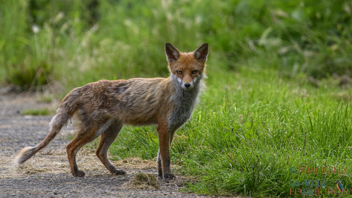 Some of the creatures photographed from the Water of Leith walkway, early this morning.

#WaterofLeith #roedeer #otters #fox #Edinburgh #urbanwildlife #BBCWildlifePOTD #scottishwildlife #wildlife #wildlifephotography #TwitterNatureCommunity #TwitterNaturePhotography