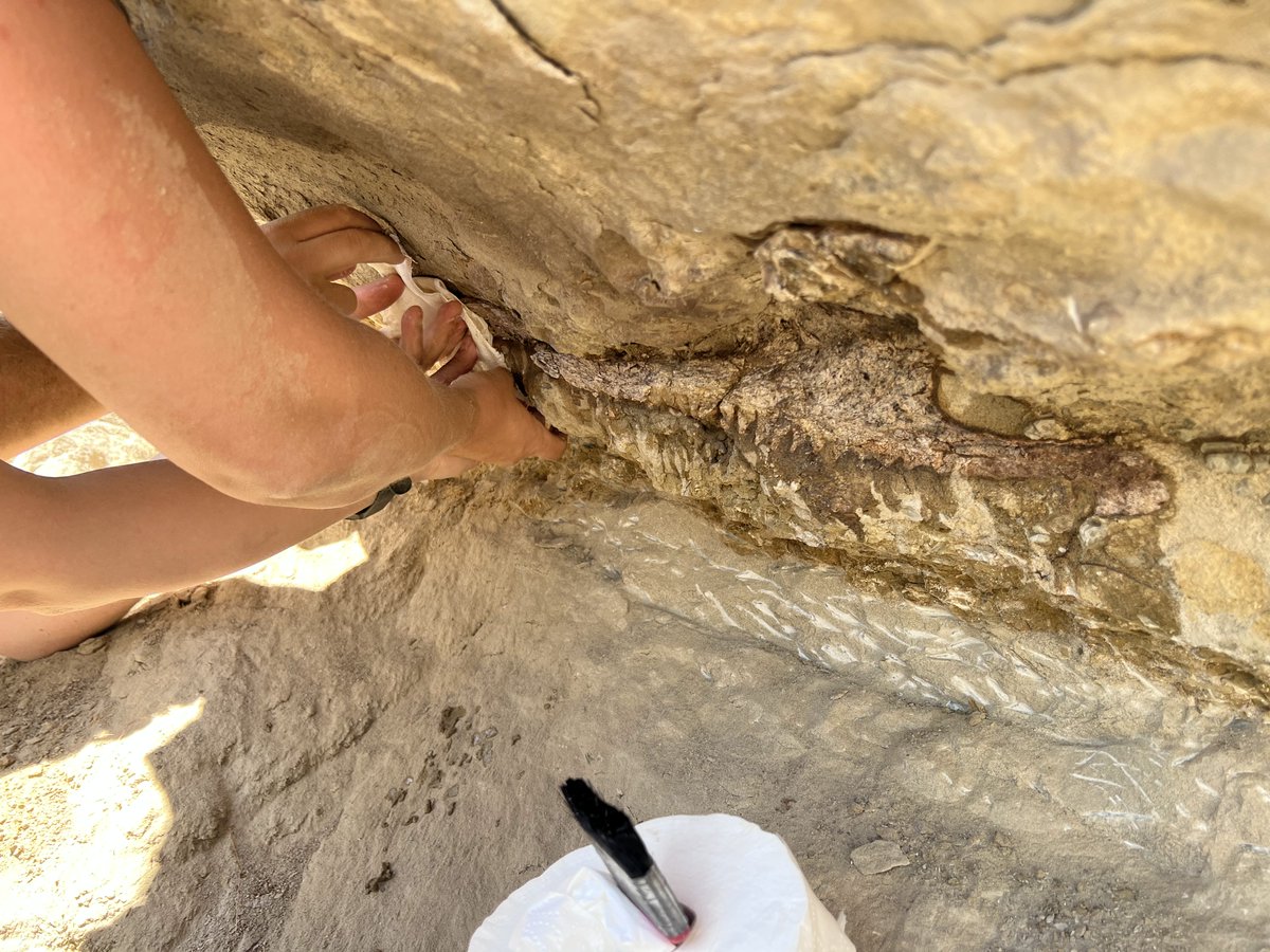 Loyola University, College of Arts and Sciences tweet media