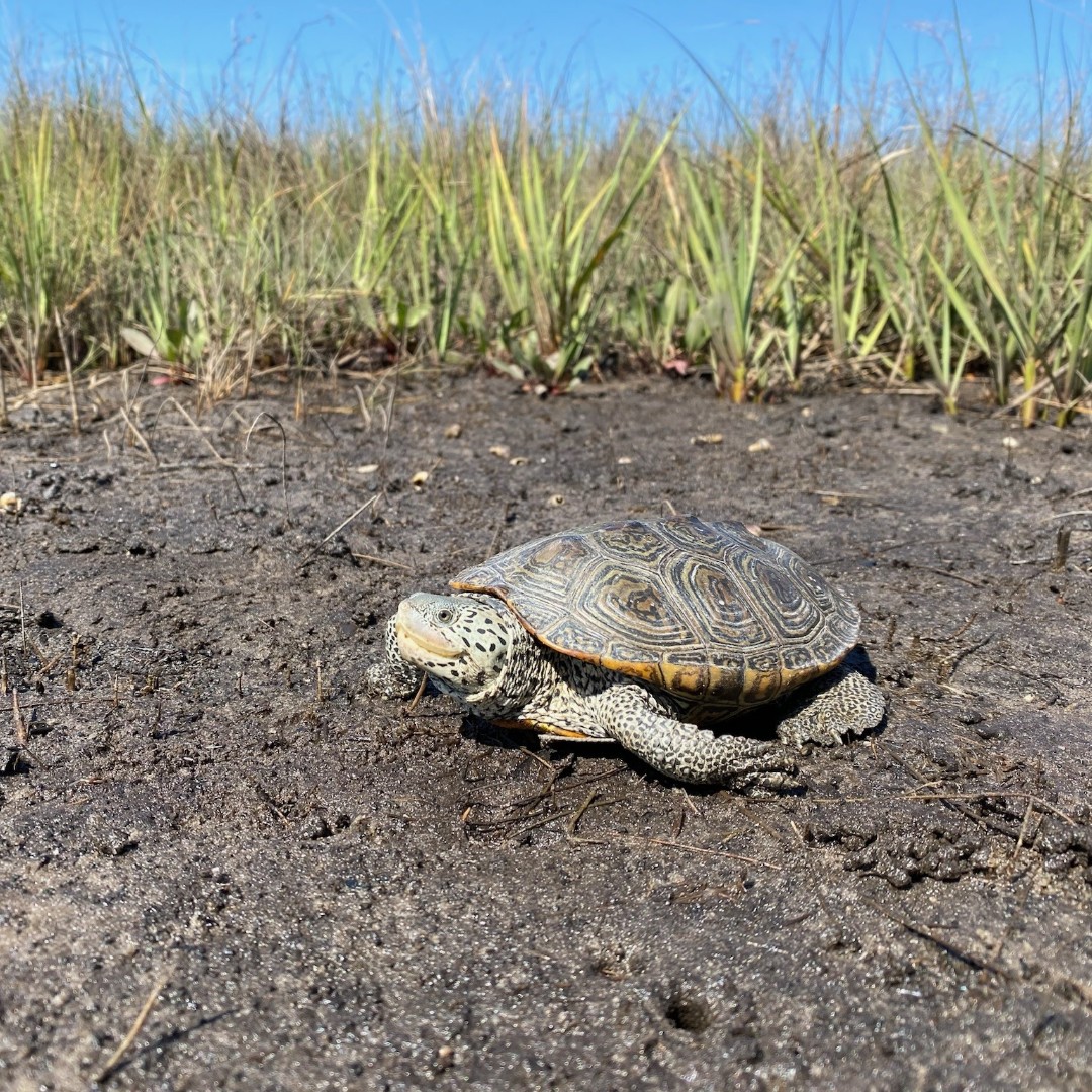 Join us on August 9th at noon for an exciting Lunchtime Discovery session with Elizabeth Pinnix, our Southern Sites Manager! 🌱🐢 Learn all about the incredible history and ecology of Diamondback terrapins. Don't miss out! Watch here: bit.ly/3QpMVAQ <a href="/NorthCarolinaEE/">NorthCarolinaEE</a>