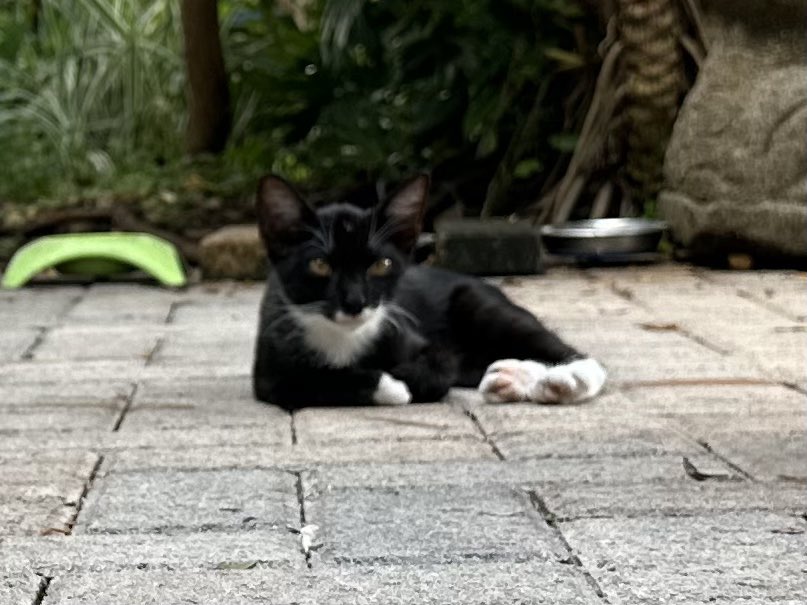 BonneHellcat66's tweet photo. I was wrong Sabrina had the kittens and one survived
She’s nursing it on my front porch
They resemble sibling, Foxy. W/ their adorable white chin and black mask 🦇 🦊
And, I’ve landed on Hunter for the tabby he/she is a fierce hunter🦎#kittyloafmonday #XKittens #KittensOfX ❤️🔥 https://t.co/FnRG9ag0oc