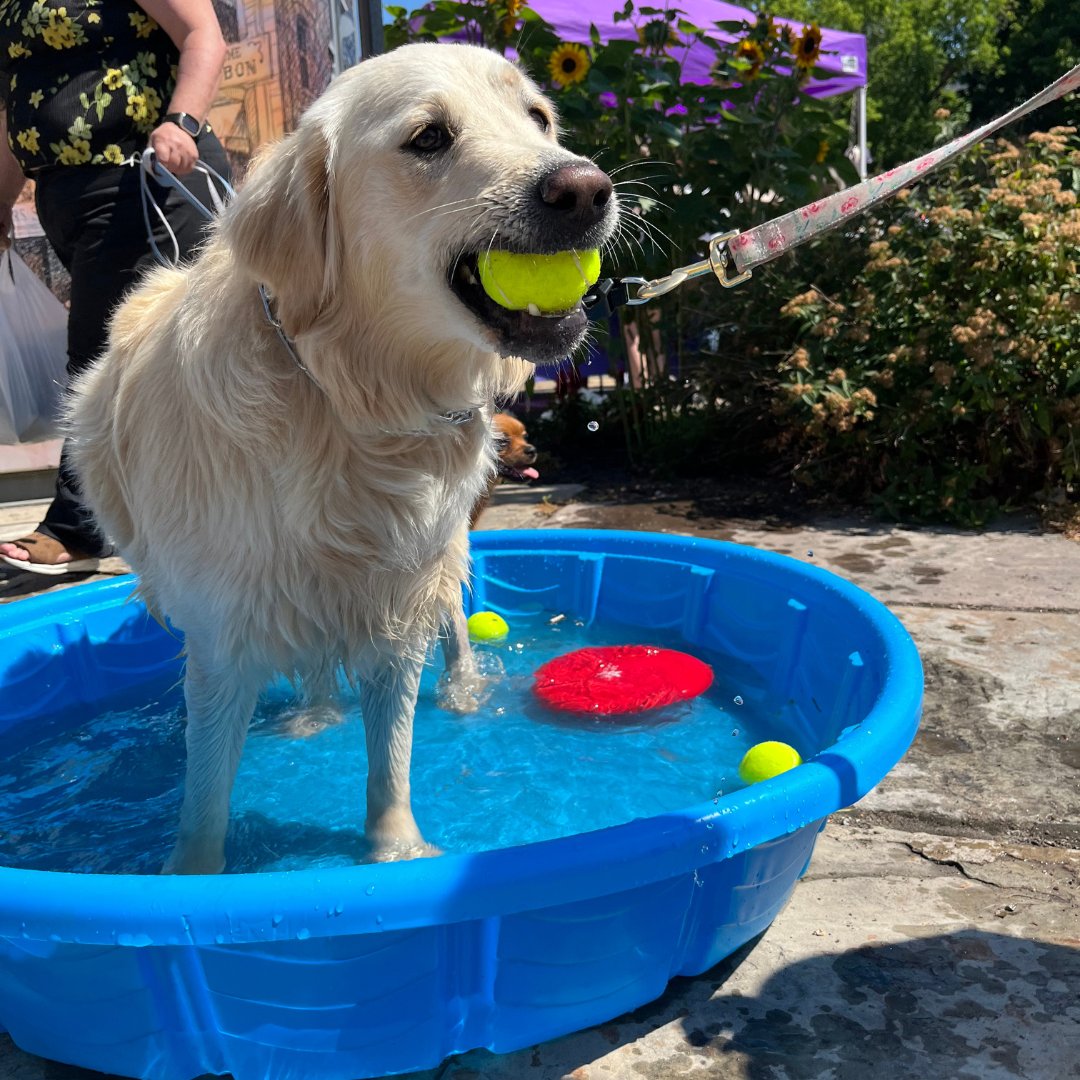 GeorgetownFM's tweet image. August 12 is Dog Day! Bring your puppy or pooch to the Farmers' Market for an extra special day 🐶 #georgetownfarmersmarket #haltonhills