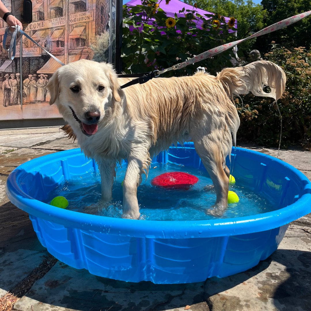 GeorgetownFM's tweet image. August 12 is Dog Day! Bring your puppy or pooch to the Farmers' Market for an extra special day 🐶 #georgetownfarmersmarket #haltonhills