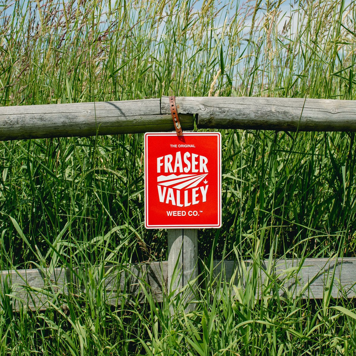 The Original Fraser Valley Weed Co.™ tweet media